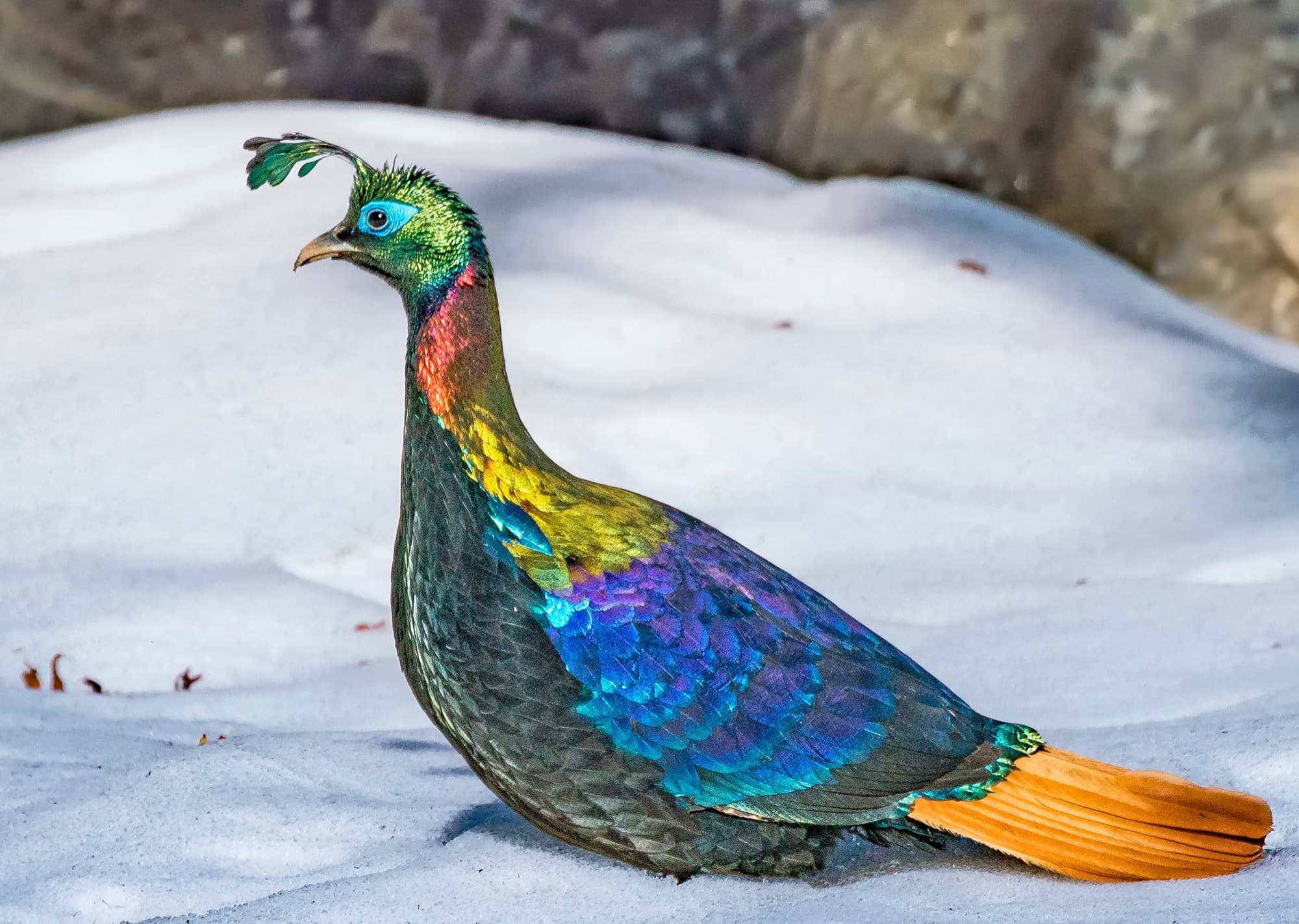 A male Himalayan Monal, Uttarakhand’s state bird (photographed at Tungnath)