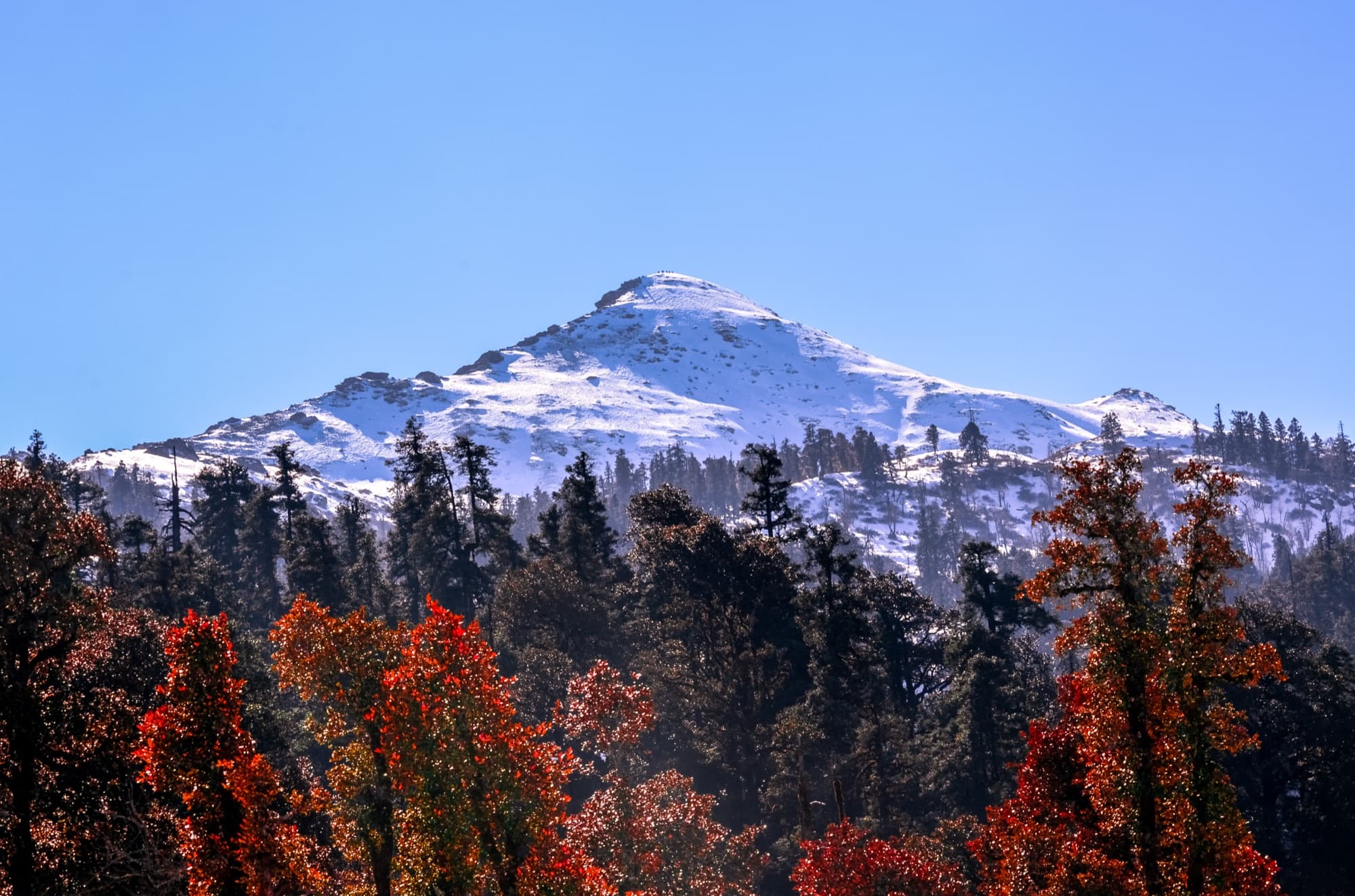 Snow-covered Kedarkantha summit above pine forest